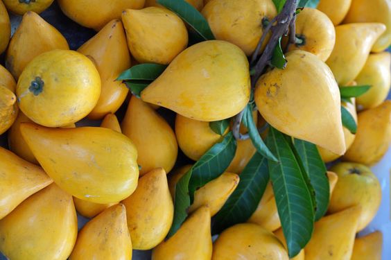 Unveiling The Allure Of Lekima Fruit: A Tropical Delight For Your Palate - Nature and Life