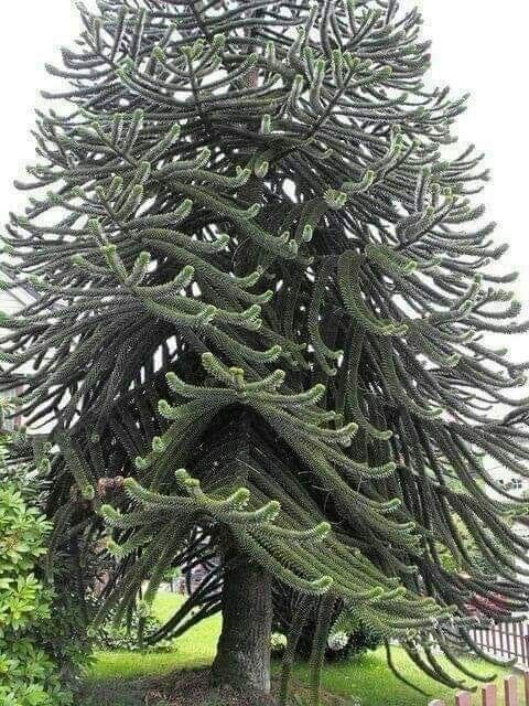 The Splendor of the Socotra Dragon's Blood Tree: A Magnificent Canopy Towering at 33 Feet.