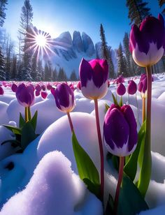 In a winter wonderland, the boundless tulip garden lies peacefully immersed in a serene sea of snow.vouyen