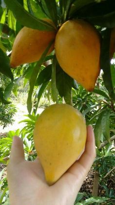 Unveiling The Allure Of Lekima Fruit: A Tropical Delight For Your Palate - Nature and Life