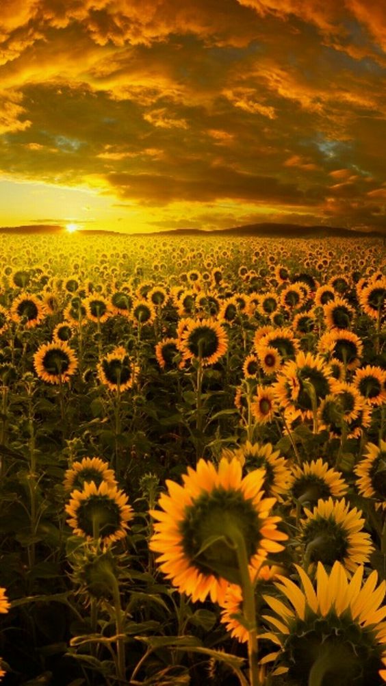 Sunflower Symphony: A Mesmerizing Overture Of Beauty And Serenity In Nature's Gallery - Nature and Life