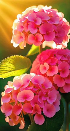 Bathed in the golden embrace of sunlight, hydrangeas unveil their alluring and iridescent charm, showcasing a mesmerizing array of colors that captivate the senses.vouyen