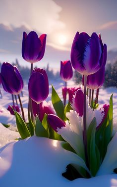 In a winter wonderland, the boundless tulip garden lies peacefully immersed in a serene sea of snow.vouyen