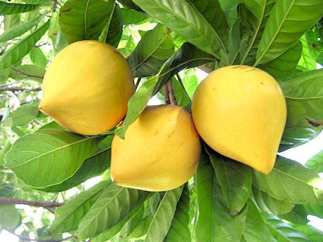 Unveiling The Allure Of Lekima Fruit: A Tropical Delight For Your Palate - Nature and Life