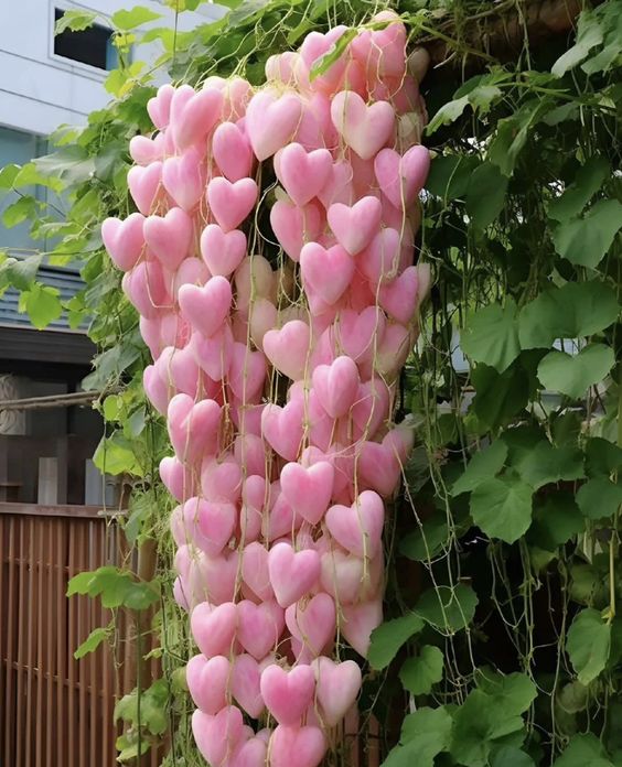 Behold the extraordinary mutant cucumbers, whimsically shaped like plump water balloons, a delightful quirk of nature that adds a playful touch to your culinary adventures.vouyen