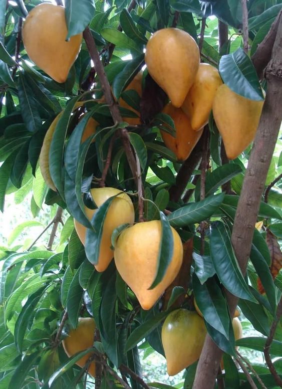 Unveiling The Allure Of Lekima Fruit: A Tropical Delight For Your Palate - Nature and Life