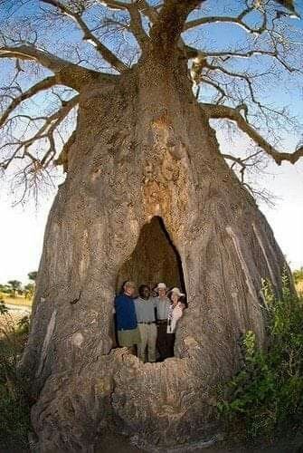 Guardians Of Eternity: Unveiling The Mystery Behind The Timeless Grandeur Of Ancient Trees - Nature and Life