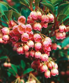 The Enkianthus campanulatus ‘Kisoji no haru’ blooms in the form of delicate bell-shaped flowers, captivating in their exquisite beauty.vouyen