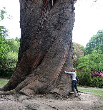 Guardians Of Eternity: Unveiling The Mystery Behind The Timeless Grandeur Of Ancient Trees - Nature and Life