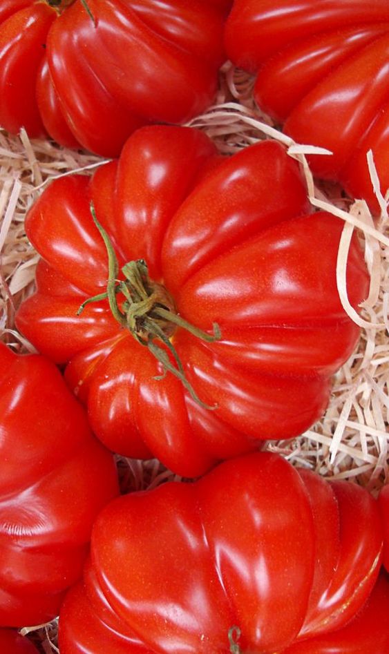 Savoring The Culinary Delight: Exploring The Unique Flavor Of Ribbed Belly Tomatoes - Nature and Life