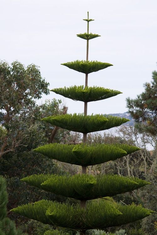 The Splendor of the Socotra Dragon's Blood Tree: A Magnificent Canopy Towering at 33 Feet.