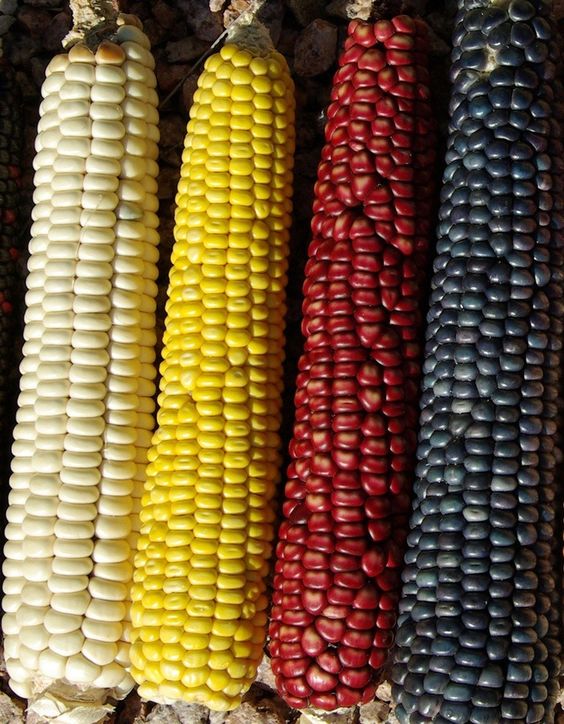 A Visual And Sensory Spectacle: The Splendor Of Multicolored Corn - Nature and Life