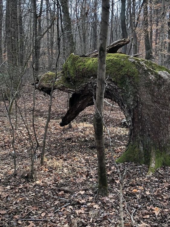 Unveiling the Mystery of the Sinister Sculptor: The Terrifying Tree's Enigmatic Tale‎ - Mnews