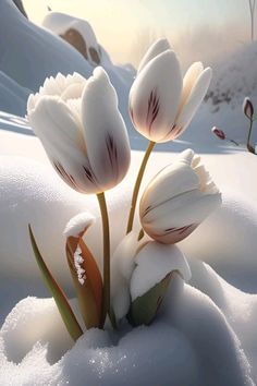 In a winter wonderland, the boundless tulip garden lies peacefully immersed in a serene sea of snow.vouyen