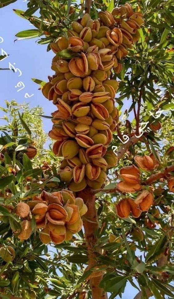 The Fascinating Yulan Magnolia: Blossoms Resembling Birds To Leave You Spellbound - Nature and Life