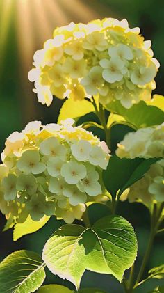 Bathed in the golden embrace of sunlight, hydrangeas unveil their alluring and iridescent charm, showcasing a mesmerizing array of colors that captivate the senses.vouyen