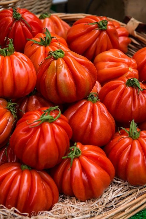 Savoring The Culinary Delight: Exploring The Unique Flavor Of Ribbed Belly Tomatoes - Nature and Life