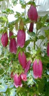 Behold the extraordinary mutant cucumbers, whimsically shaped like plump water balloons, a delightful quirk of nature that adds a playful touch to your culinary adventures.vouyen