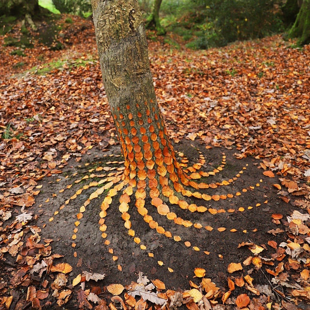 Experience the awe-inspiring work of land artist Jon Foreman, who skillfully arranges 15 striking autumn leaves, creating a visual masterpiece that captures the essence of the season.vouyen