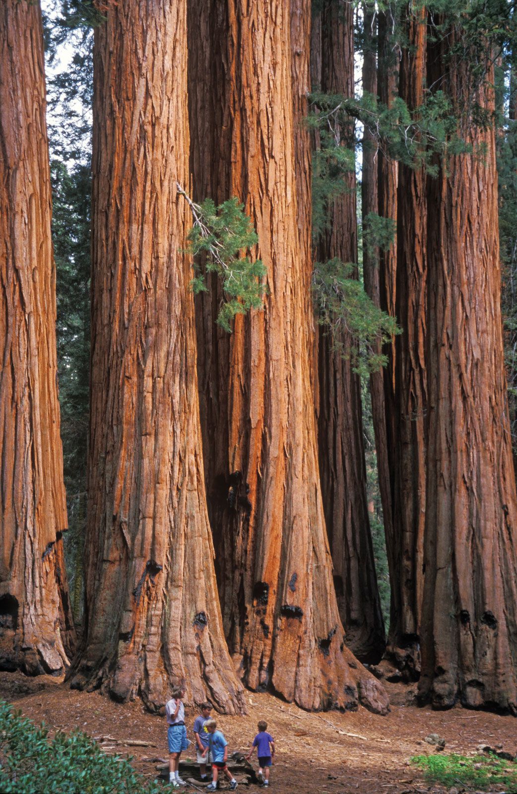 Revealing The Marvels Of Giant Sequoias: Earth's Majestic Living Titans Unveiled - Nature and Life