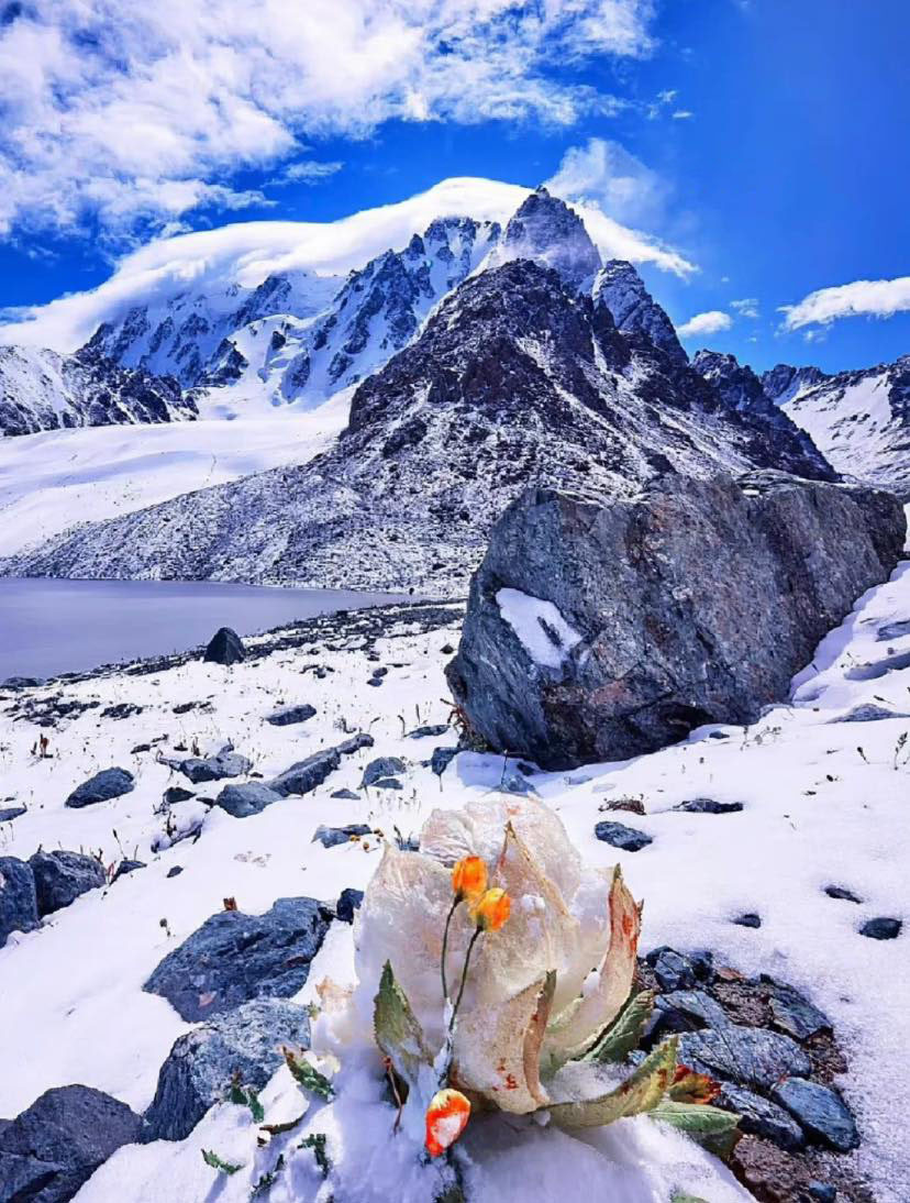 Unveiling The Enigma Of The Snow Lotus: A Rare Blossom That Awakens Once Every 7 Years In Tibet - Nature and Life