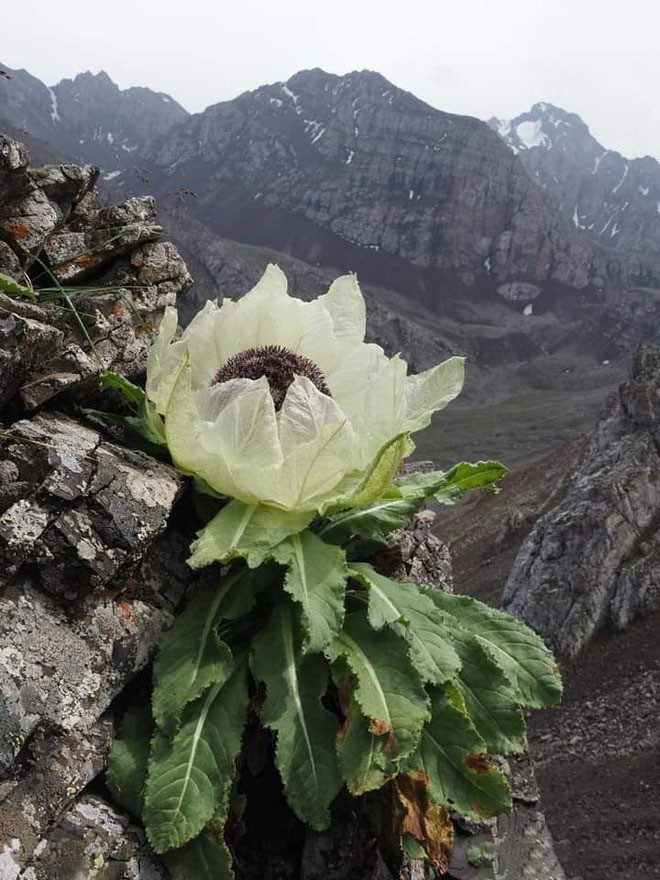 Unveiling The Enigma Of The Snow Lotus: A Rare Blossom That Awakens Once Every 7 Years In Tibet - Nature and Life